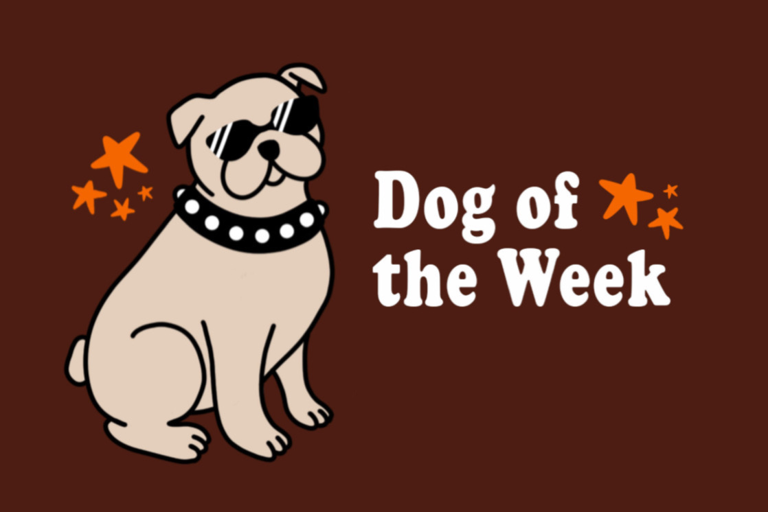 Dog of the Week