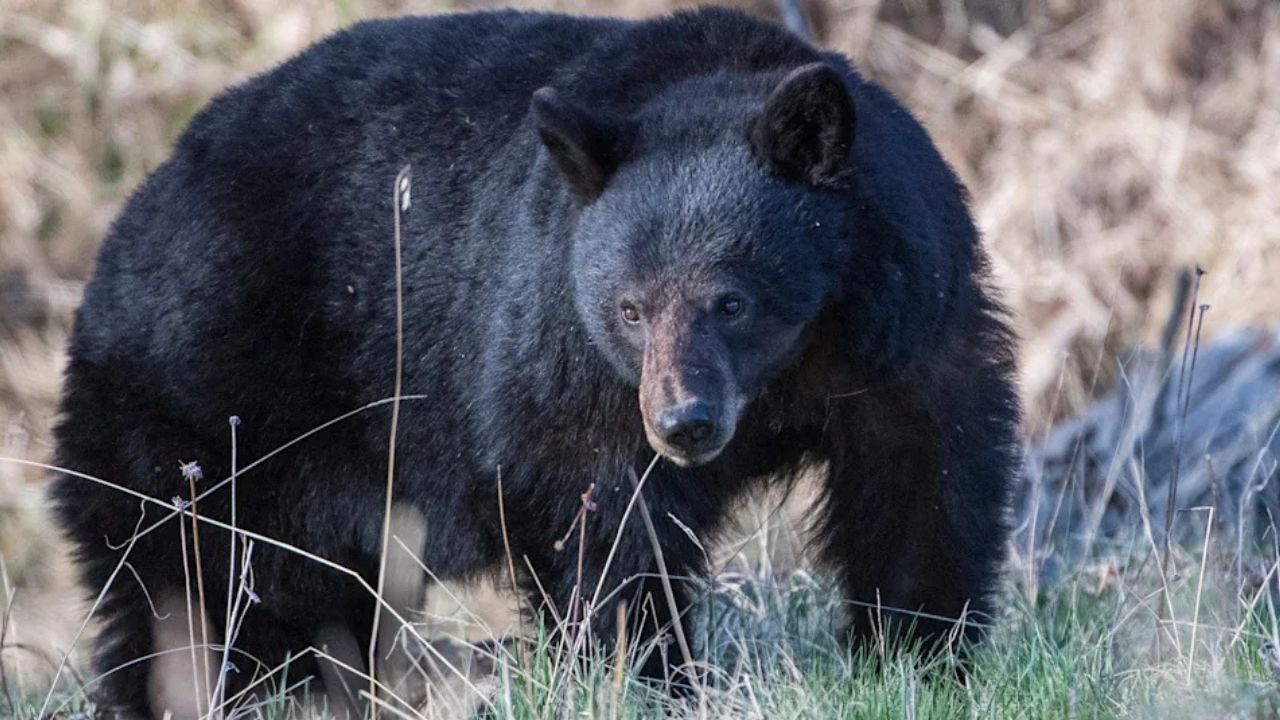 Alaska Woman Shoots Bear After It Mauled Her Two Dogs During Mushroom Hunt