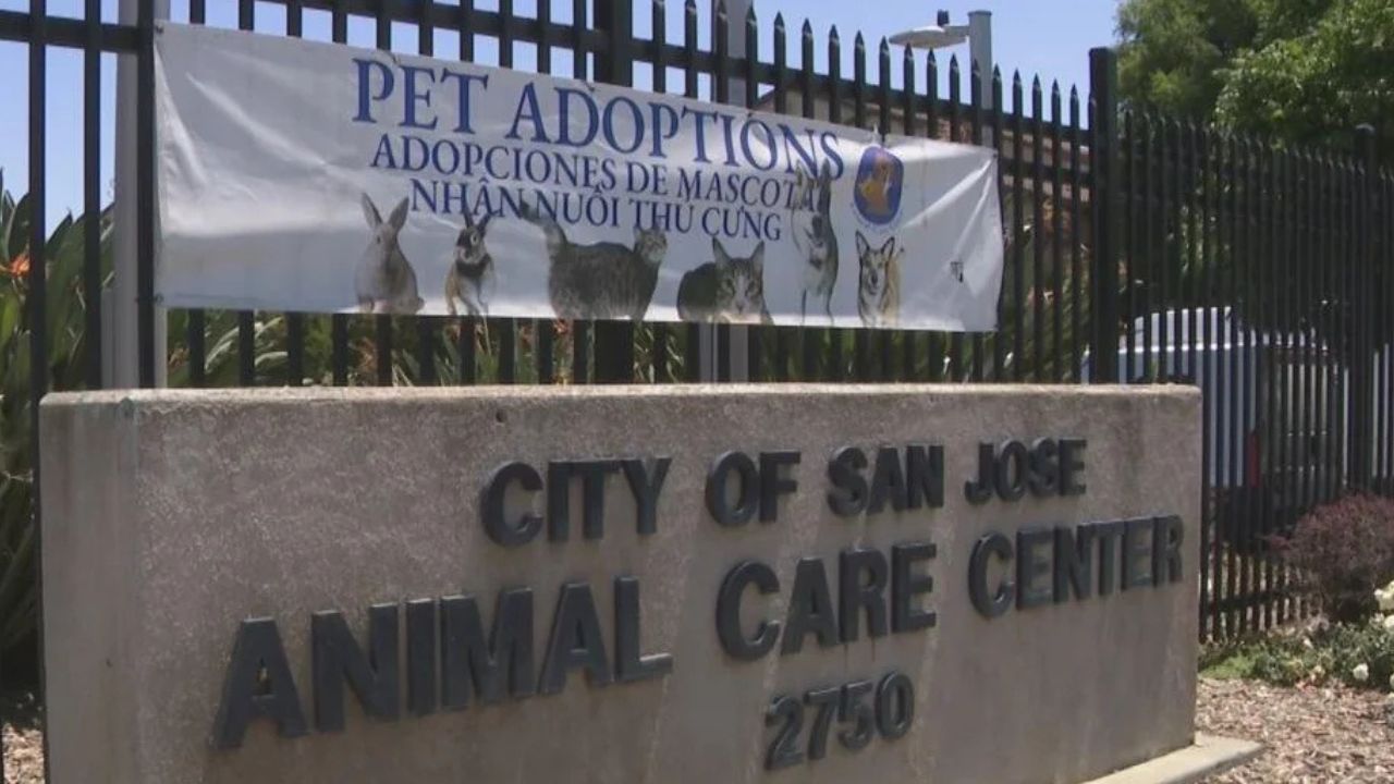 Lawsuit Accuses San Jose Animal Shelter of Serious Failures as Advocates Demand Change