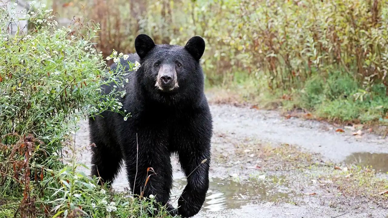 Mama Bear and Cubs Charges Teen Hiking Group, Leaving Two Students Injured on Washington Mountain