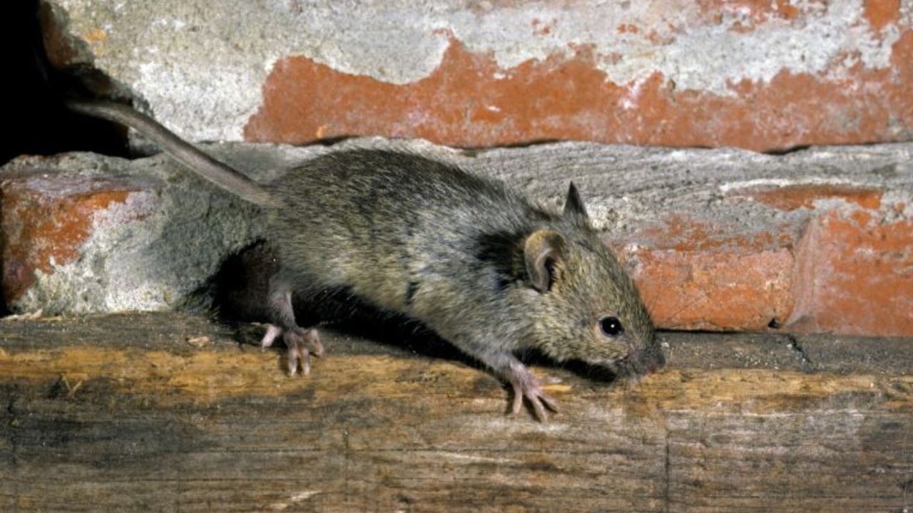 New Study Finds NYC Rodents Are Becoming Nearly Impossible to Kill With Traditional Methods