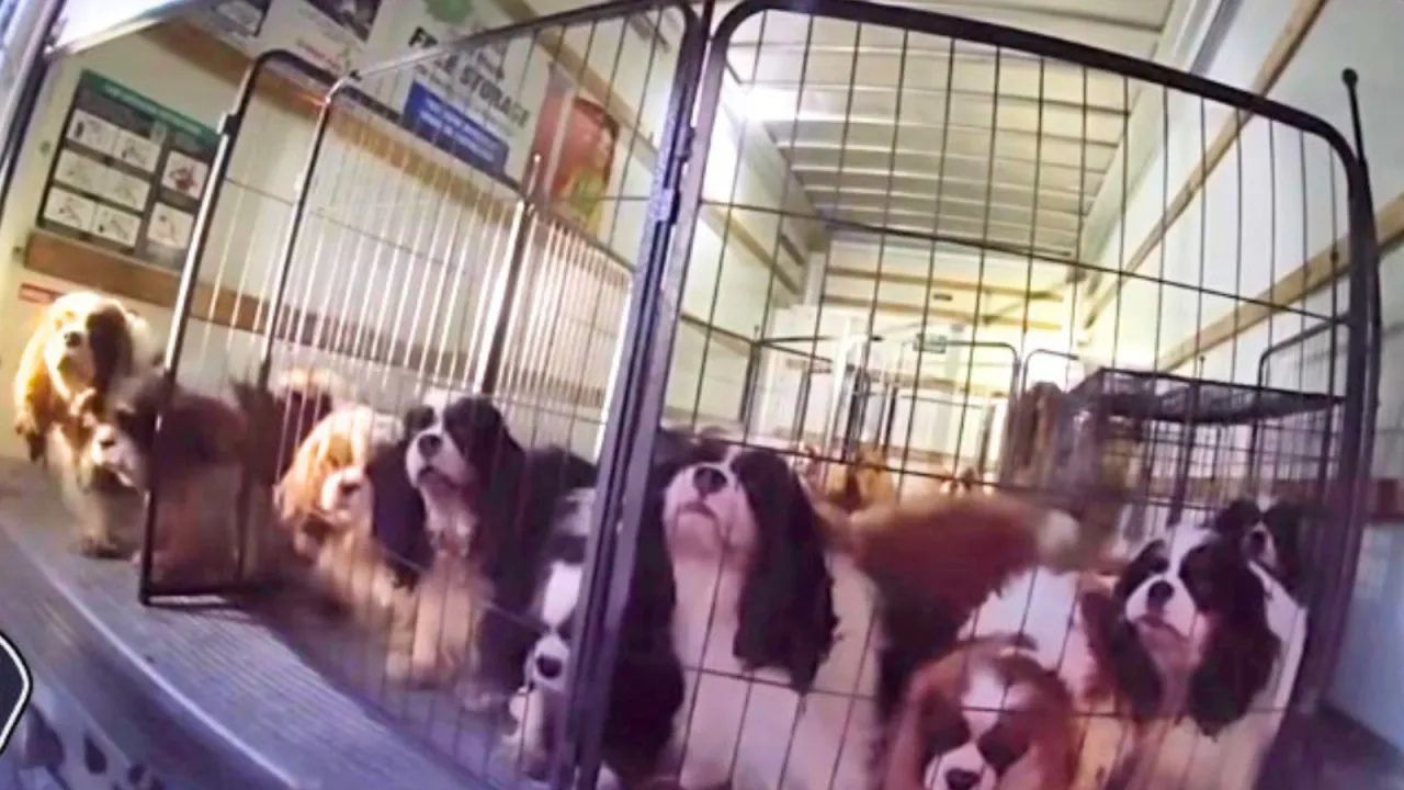 Police Make Shocking Discovery of 33 Dogs, Including Pregnant Animals, in Riverside County Cruelty Case