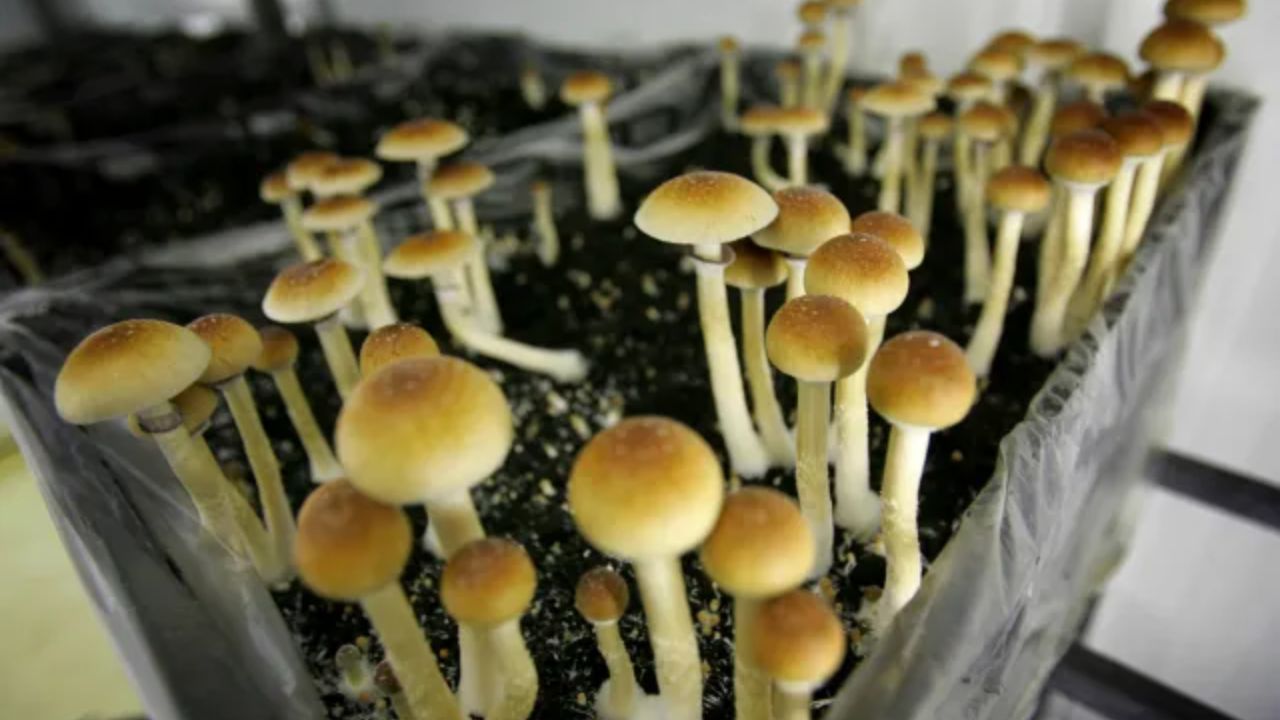 Prosecutors Say California Father Dosed His Children With Hallucinogens and Used Them in Drug Operation