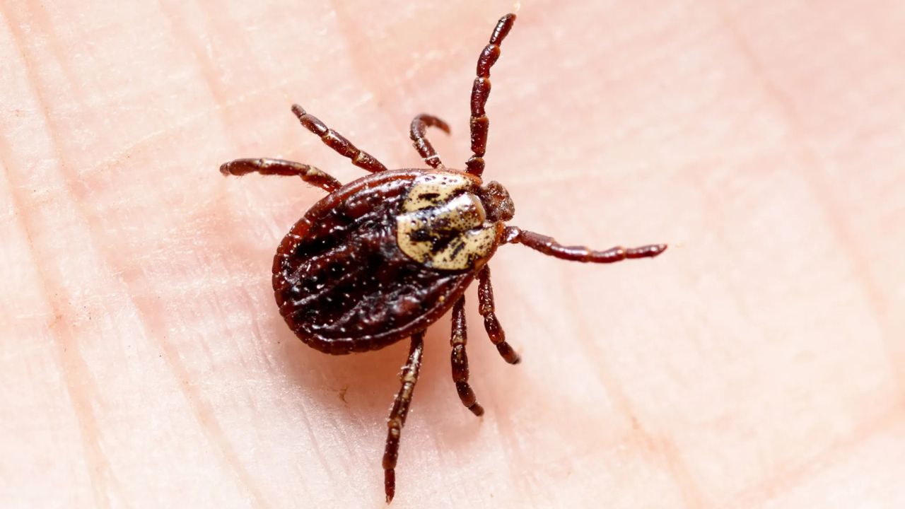 Rare Lyme Disease Bacteria Found in New York Ticks for First Time After Resident Falls Ill