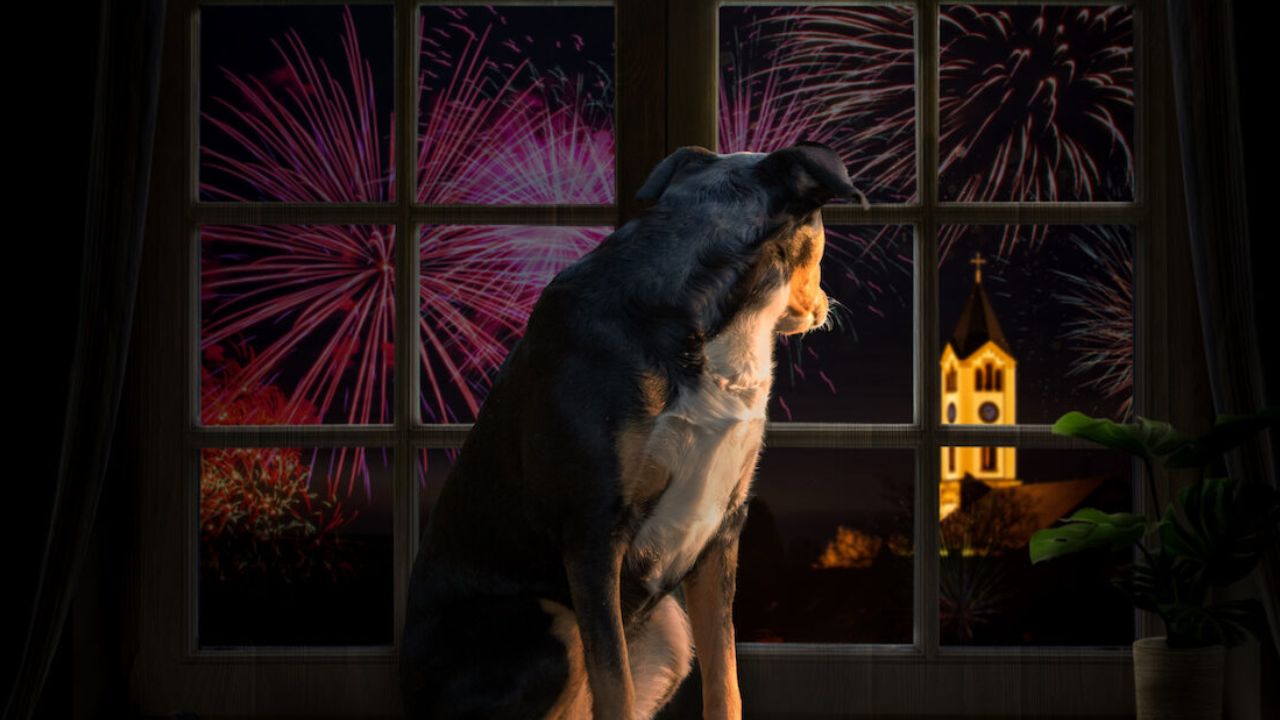 Veterinarian Reveals the Biggest Fourth of July Mistakes That Could Put Your Dog or Cat in Serious Danger
