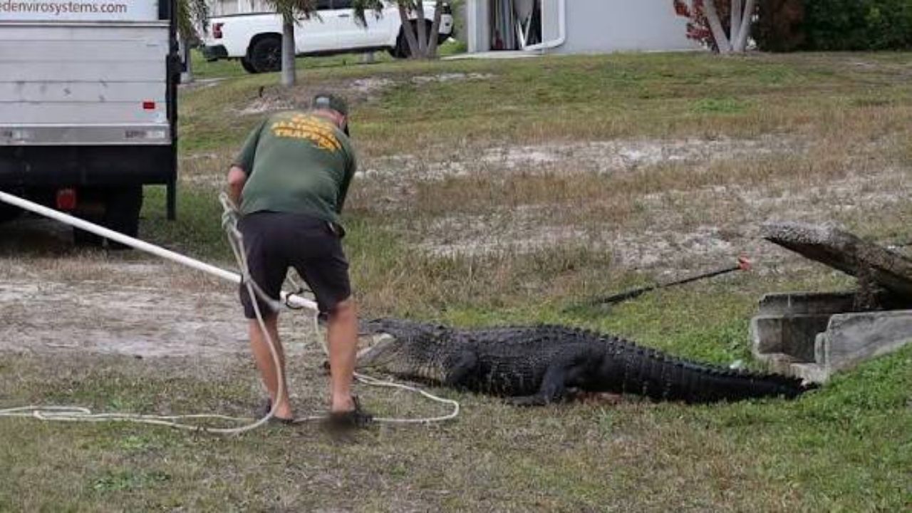 10-Foot Alligator Removed From Florida 7-Eleven After Shocking Surprise Visit