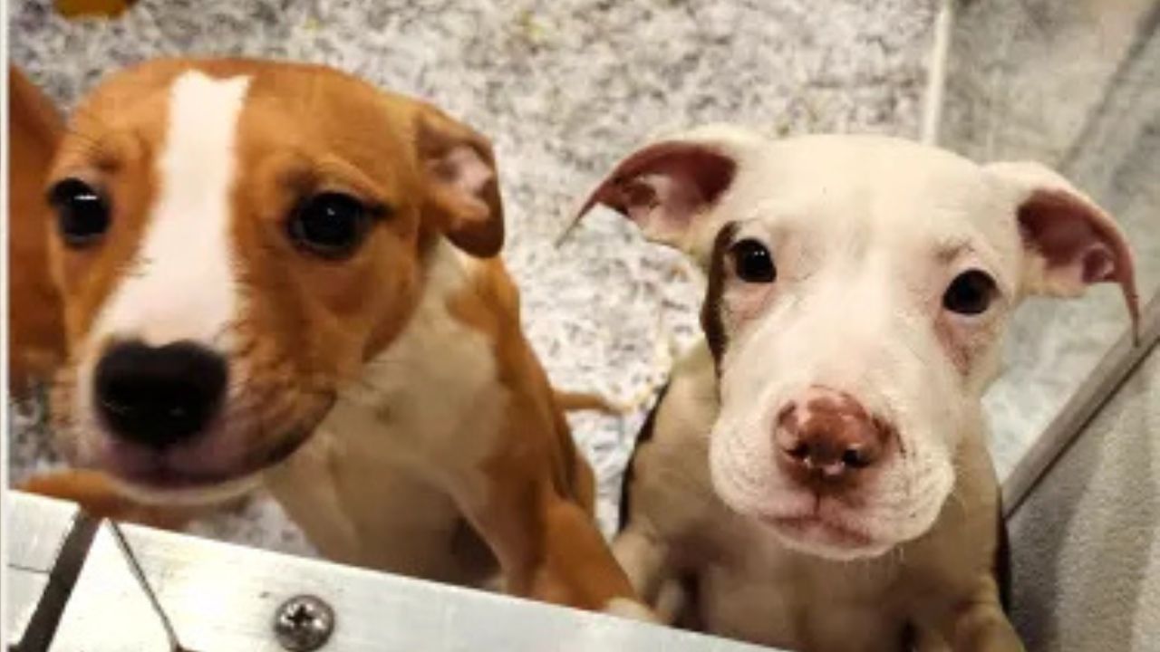 18 Puppies Found Abandoned on New Jersey Street Get a Second Chance Thanks to Quick-Acting Neighbors