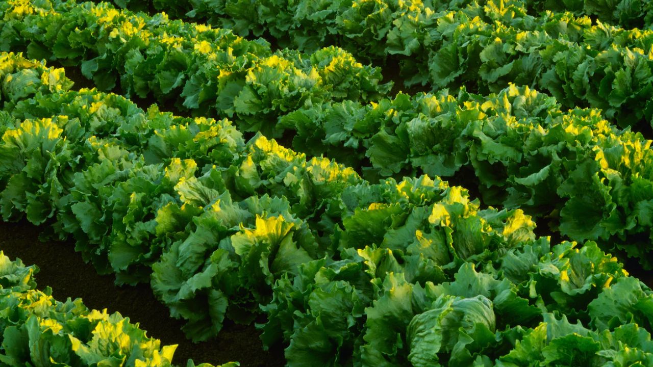 5 States on Alert After CDC and FDA Link Taco Bell Lettuce to Cyclospora Outbreak Affecting Thousands