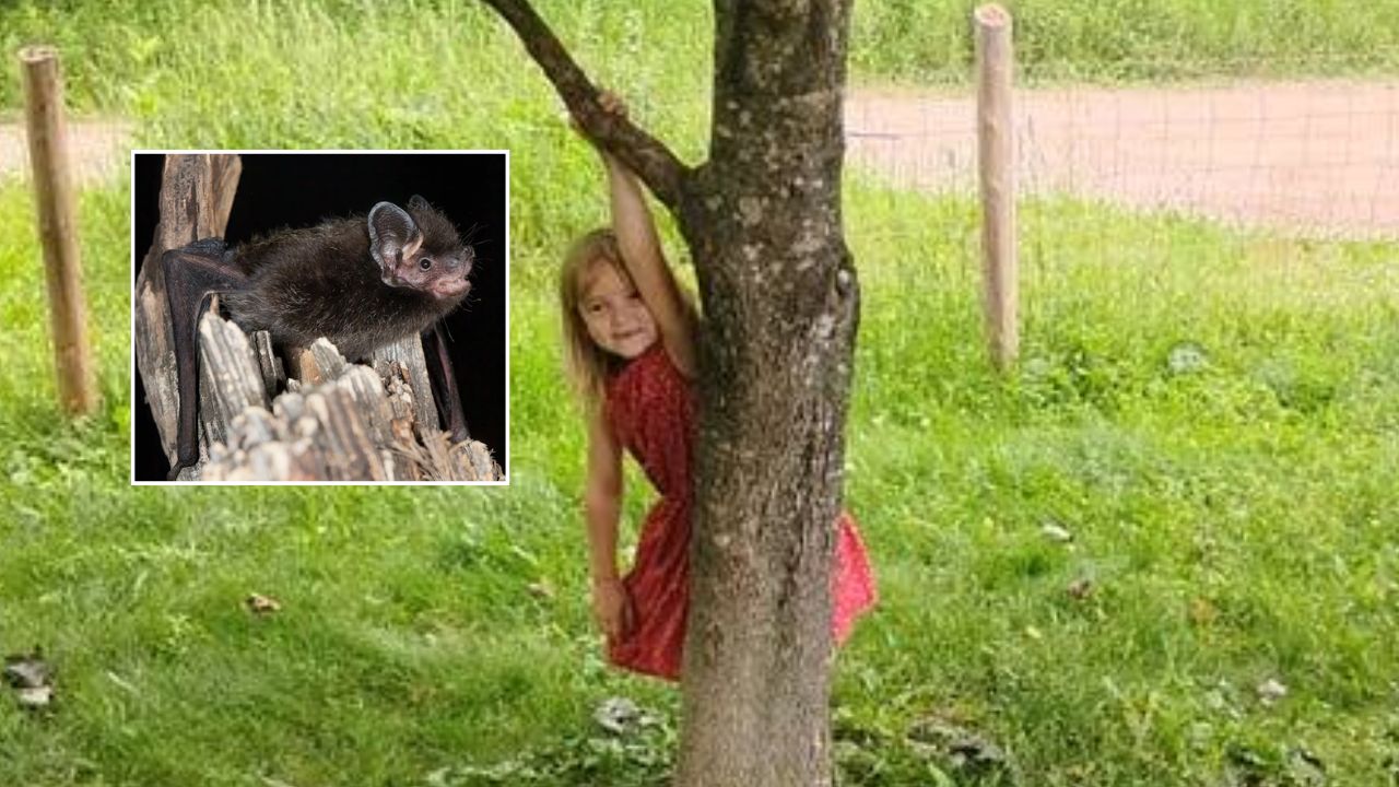 6-Year-Old Wisconsin Girl Undergoes Life-Saving Rabies Treatment After Bat Attack in Her Front Yard