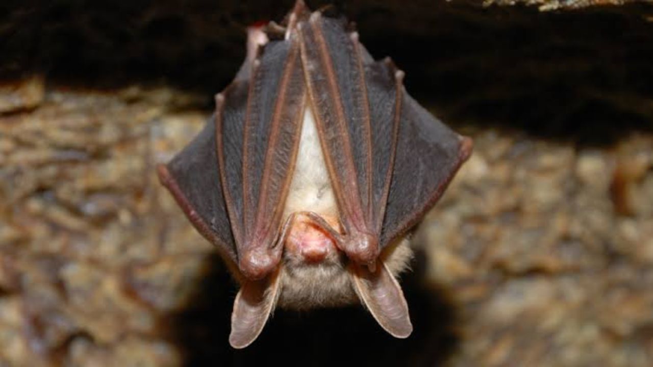 Bat Lands on Family’s Table at California Restaurant, Later Tests Positive for Rabies