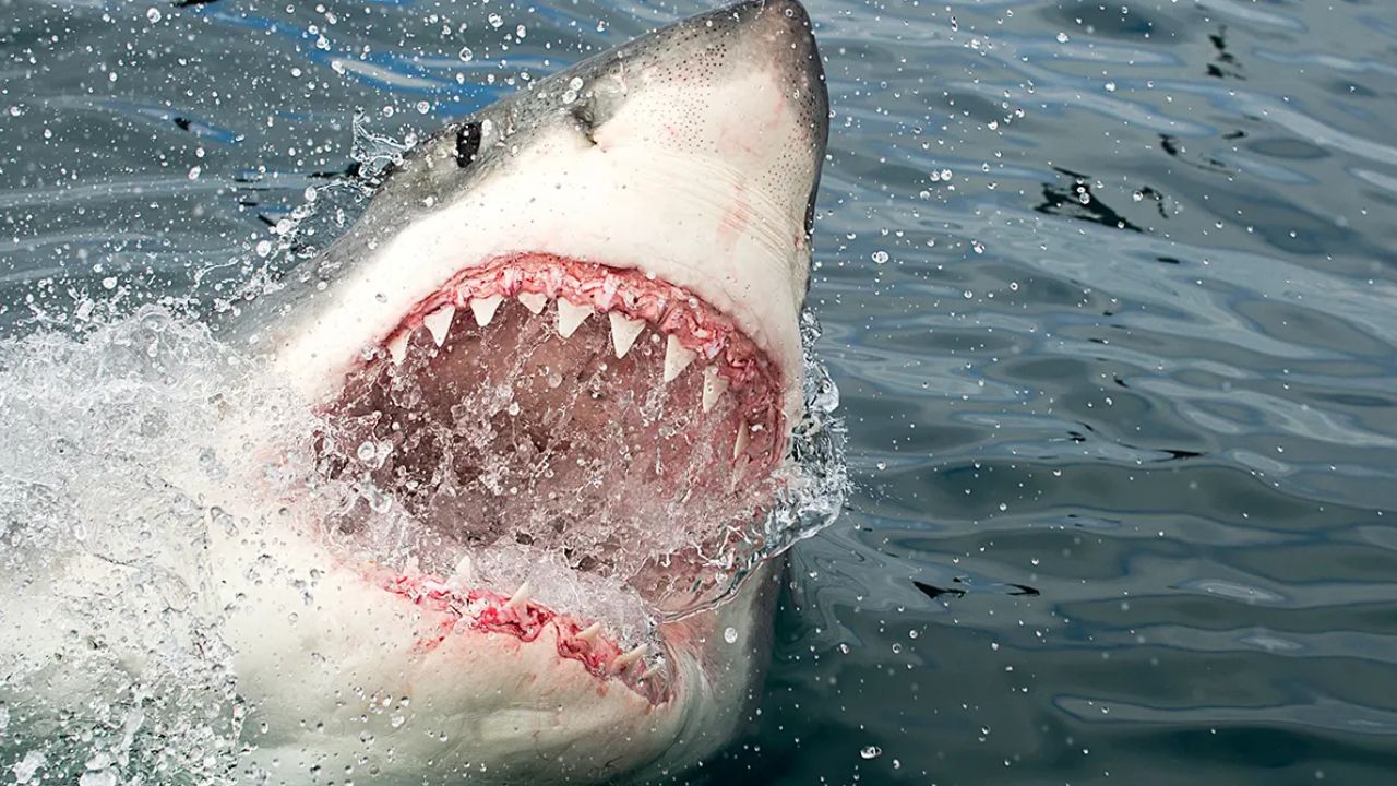 Beware Scientists Stunned as 1,400-Pound Great White Shark Breton Defies Migration Pattern Off Florida Coast
