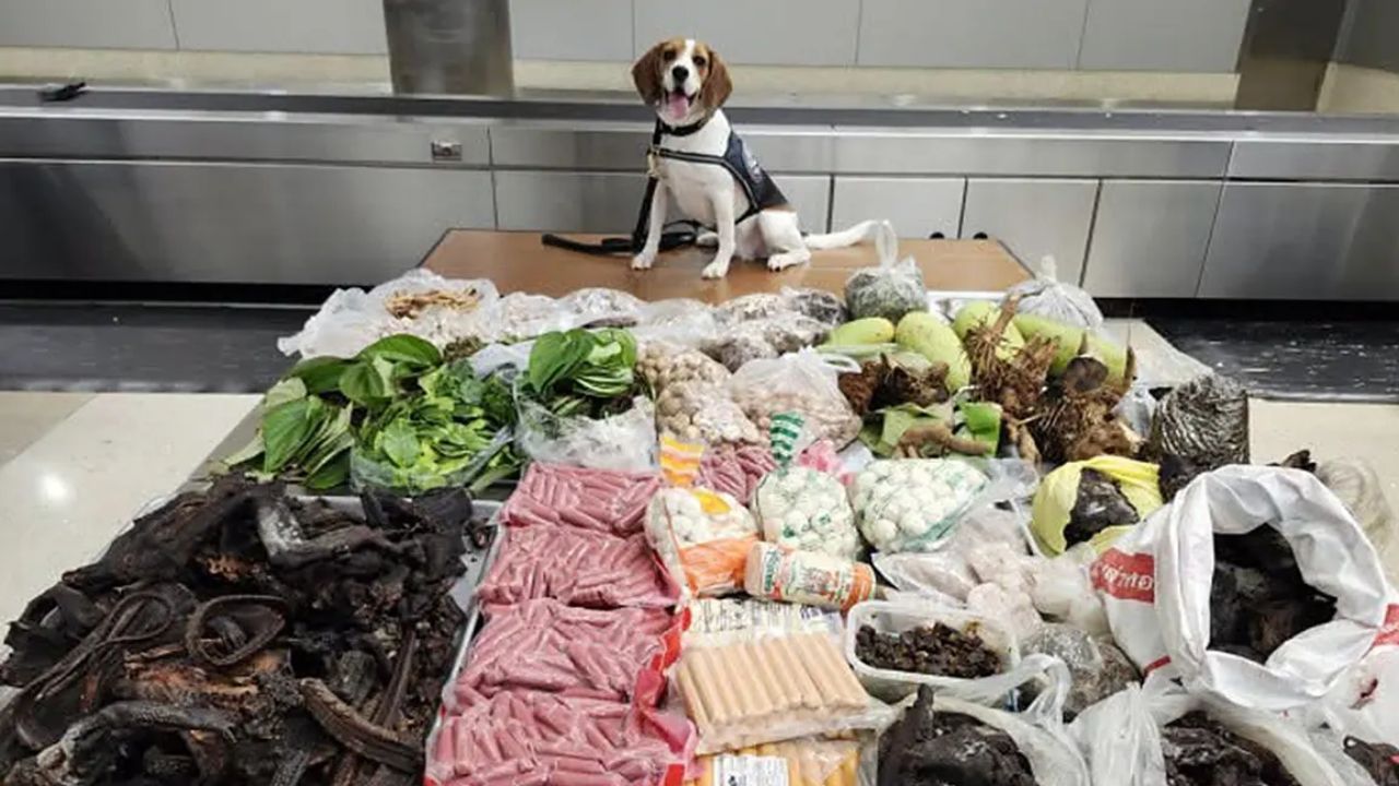Border K9 Makes Shocking Discovery After Sniffing Out Suitcase Packed With Meat, Plants and Giant Lizard