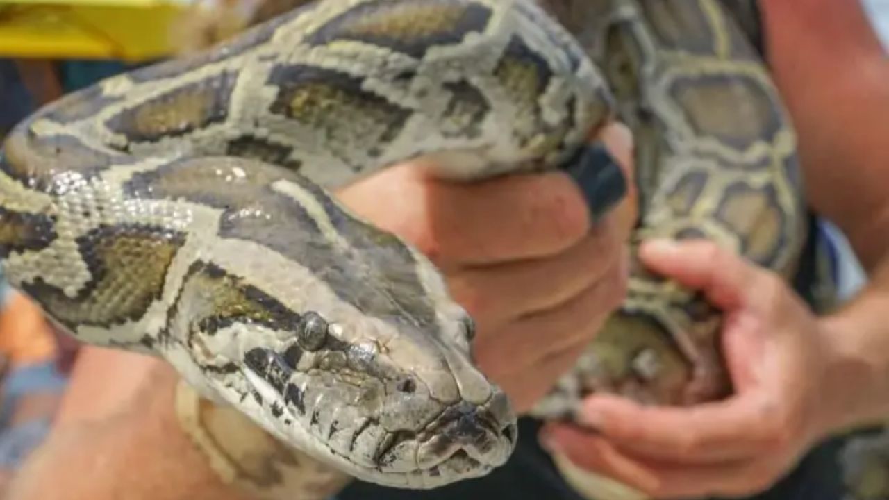 Bring a Dead Python, Get a Free Pizza Florida Restaurant's Wild Offer Is Going Viral During Python Challenge
