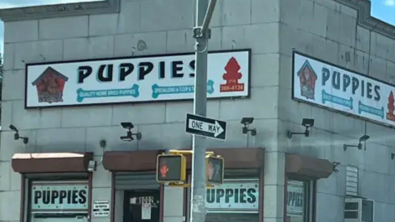 Brooklyn Pet Store Busted in Alleged Puppy Mill Scheme That Made Nearly $400,000