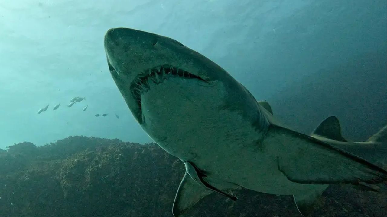 California Scientists Are Building a Shark-Spotting Robot for the 2028 LA Olympics It Could Change Beach Safety Forever