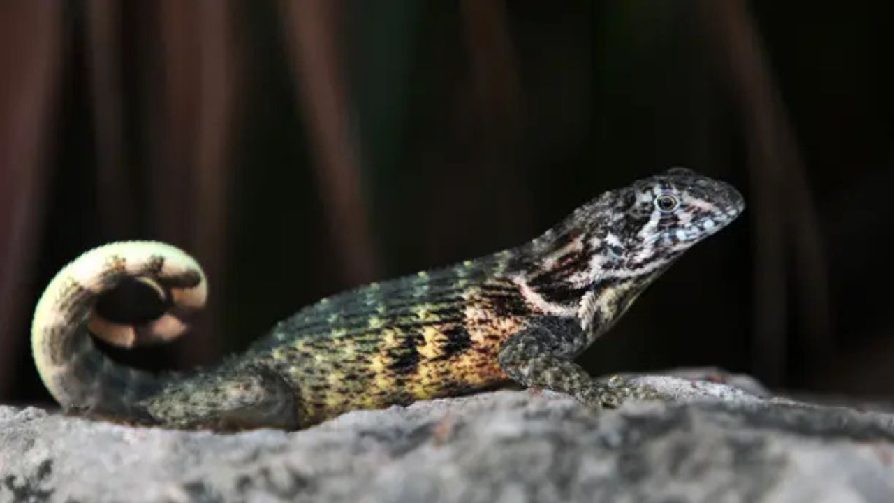 Experts Warn This Fast-Spreading Invasive Lizard Could Change Florida's Ecosystem as It Expands Across Central Florida
