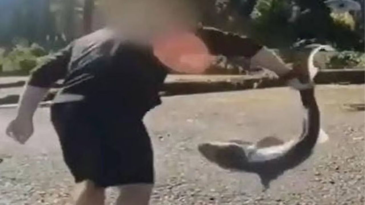 Fisherman Arrested After Allegedly Filming Himself ‘Wrestling’ Protected Sharks for Social Media