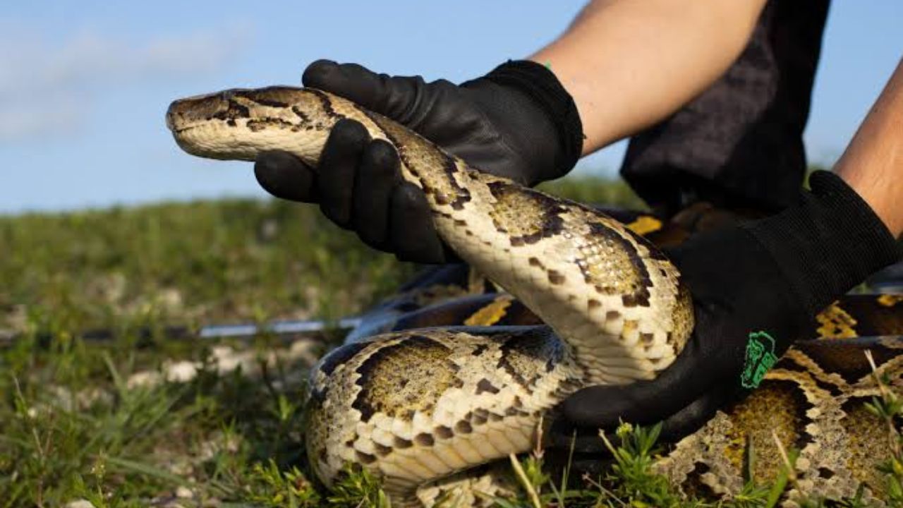 Florida Is Paying People to Hunt Giant Pythons — Here’s How You Can Win $10,000