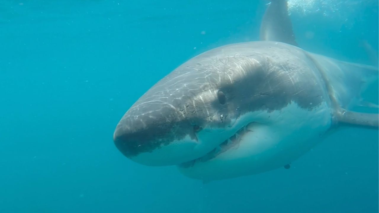 Huge Great White Shark Spotted Just Feet From Children at Southern California Beach, Shocking Drone Video Shows