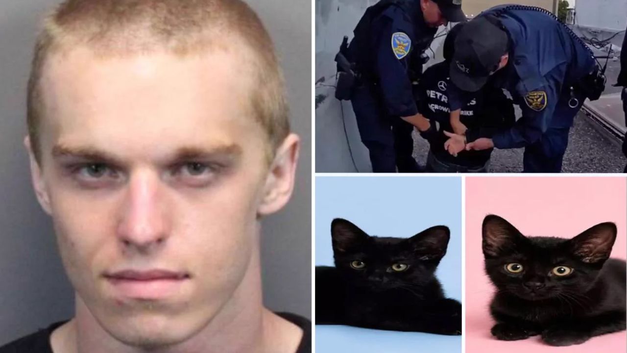 Man Accused of Torturing Kitten Adopted More Cats Before Arrest, New Animal Cruelty Claims Emerge