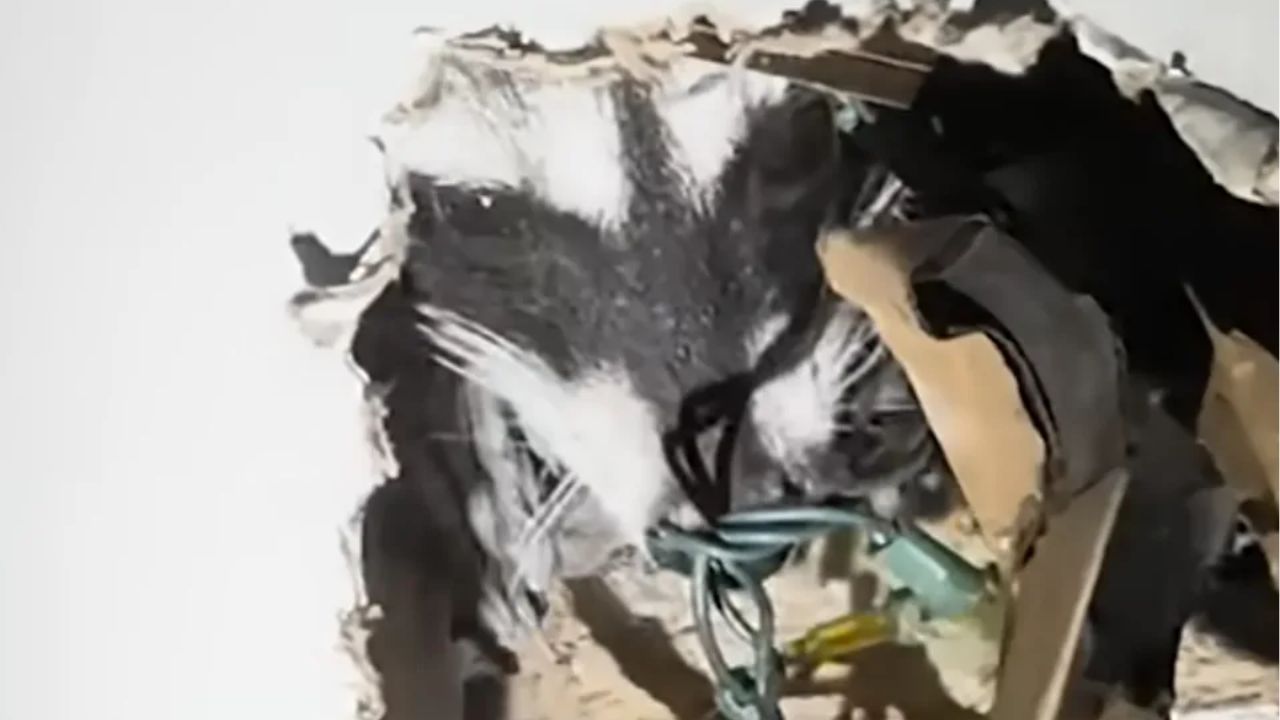 Raccoon Family Living Inside Apartment Wall Suddenly Breaks Into Tenant’s Bedroom