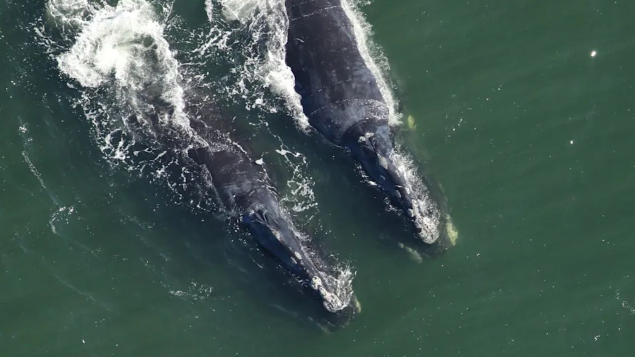 Two of the World's Rarest Whales Suddenly Appear Off Maryland Coast, Leaving Scientists and Officials Concerned