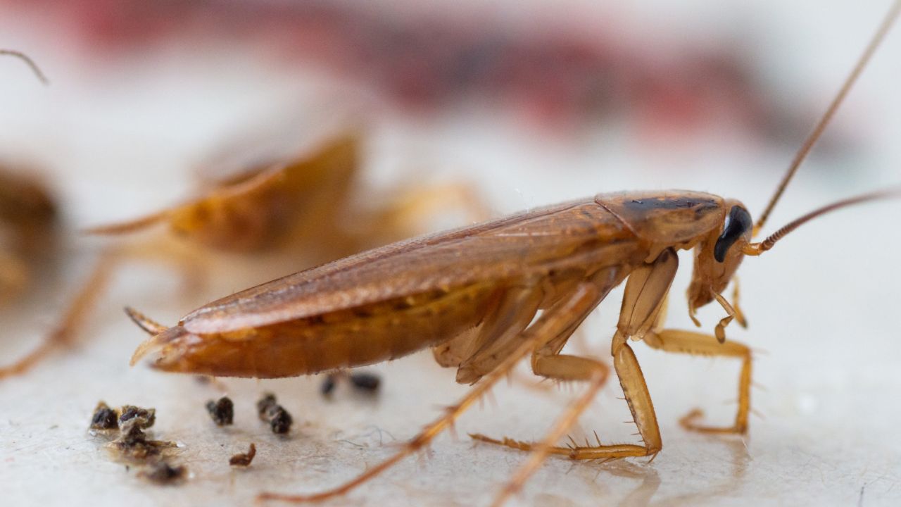 Roaches Found in Rice, Rodent Droppings and Sewage Backup Florida Restaurants Cited in Latest Health Inspections