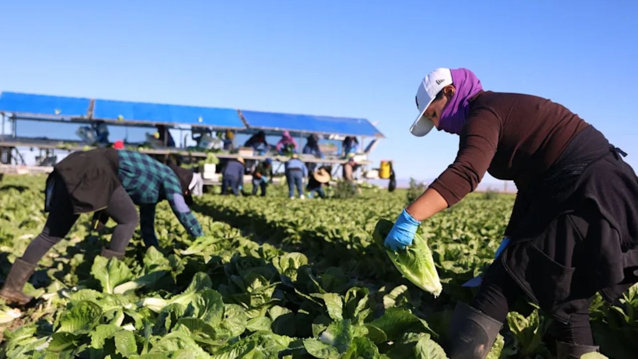 Taco Bell Lettuce Supplier Identified as Possible Source of ‘Explosive Diarrhea’ Outbreak That Sickened Thousands