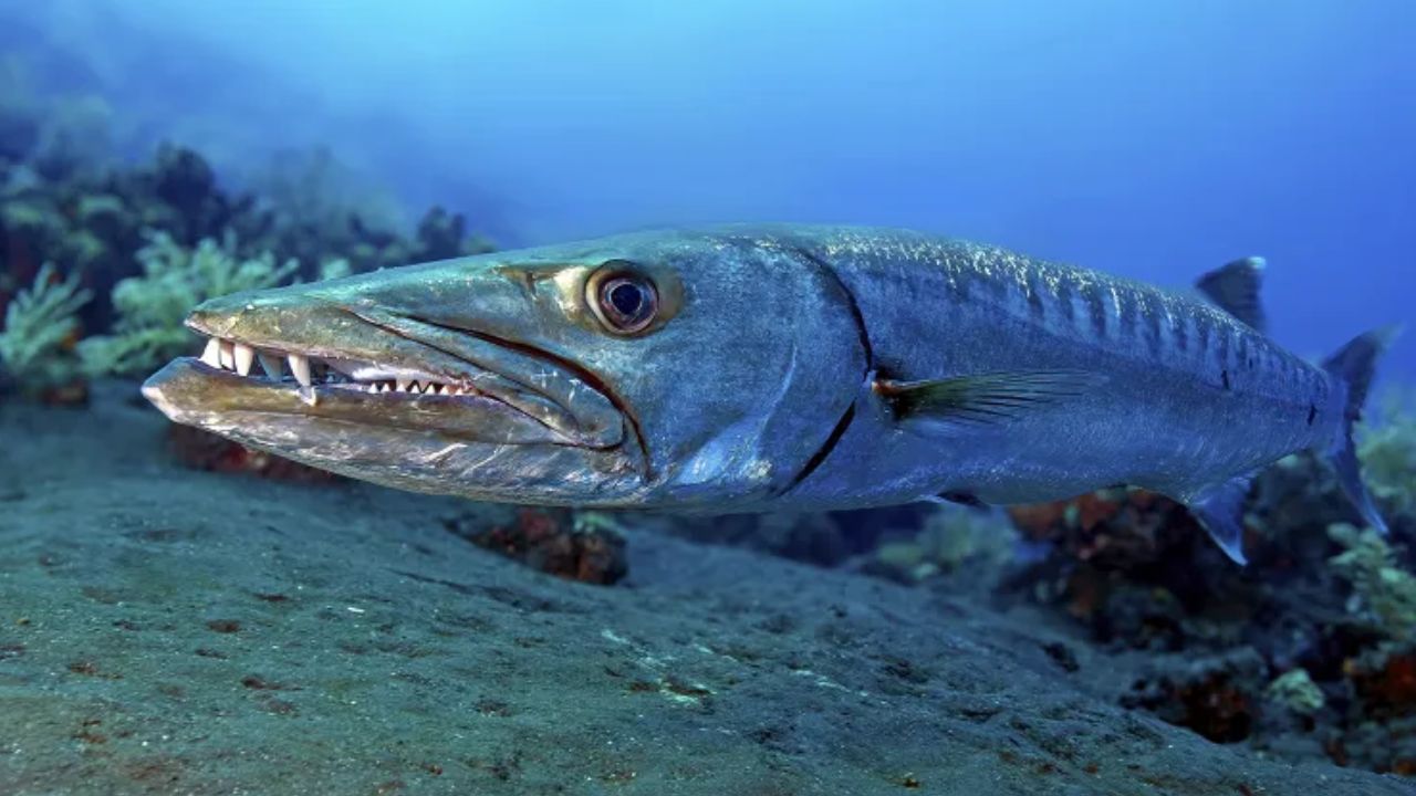 13-Year-Old Texas Girl's Dream Birthday Vacation Turns Into Nightmare After Barracuda Bite Leaves Her Covered in Blood