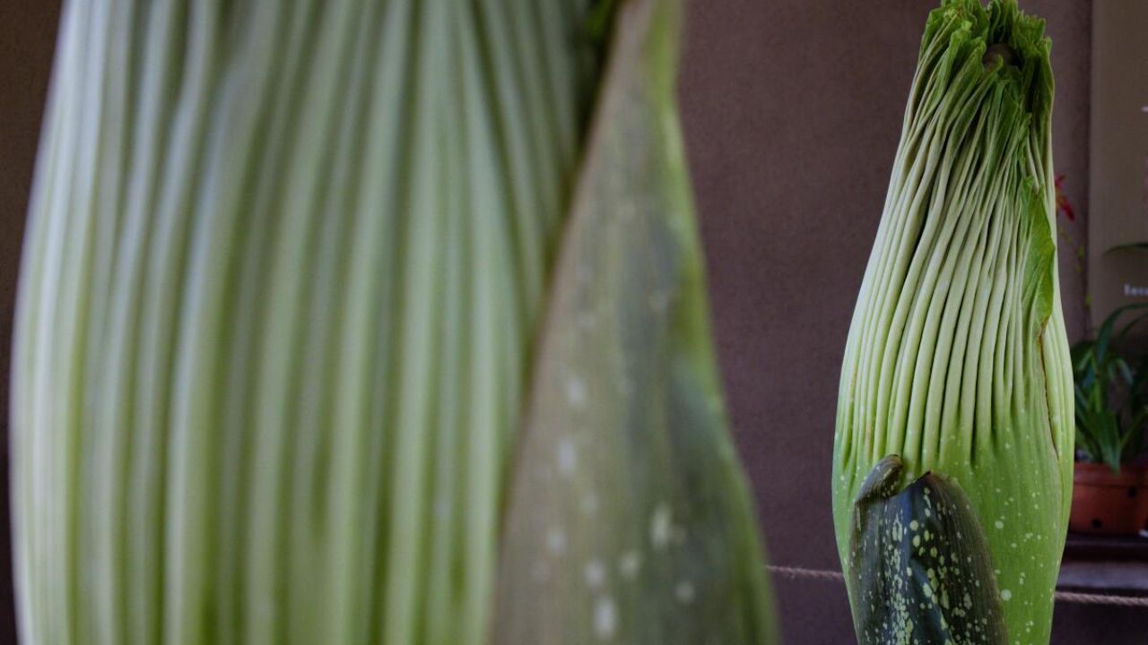 Two Rare Corpse Flowers Bloom at The Huntington, Filling Gardens With Their Famous Rotten Smell