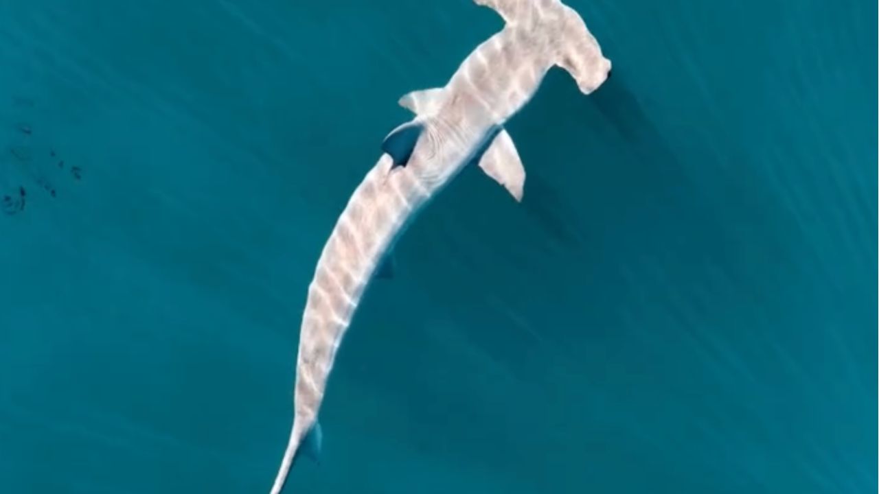 Unexpected Hammerhead Shark Sighting Off Rhode Island Marks a Major Milestone in Shark Research