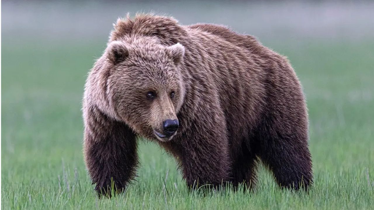 Woman Mauled by Brown Bear While Hiking Near Alaska State Park as Rescue Teams Rush to Scene