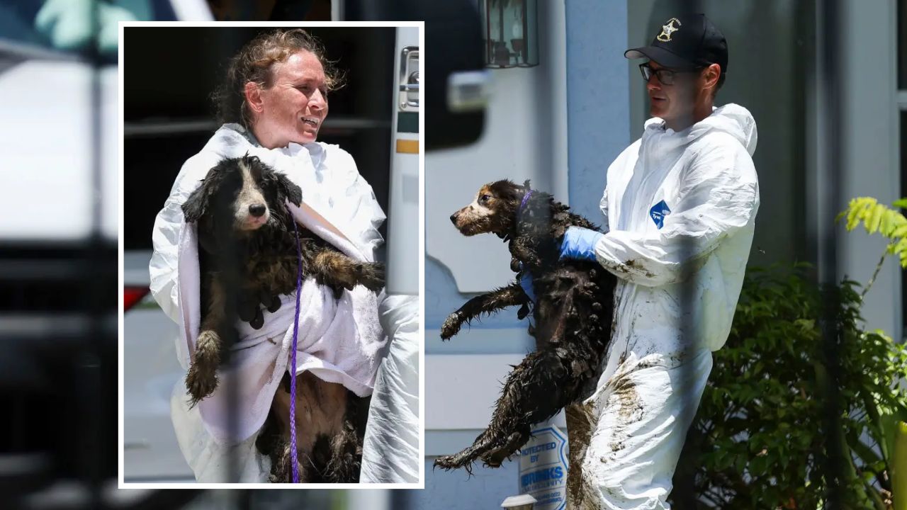 20+ Border Collies Rescued From Florida Home Where Deputies Found Feces Covering Every Inch