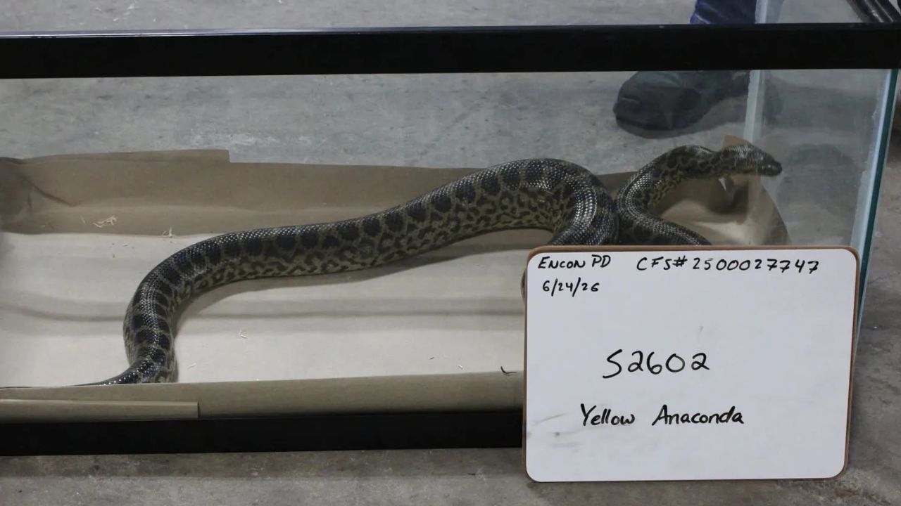 49 Dangerous Reptiles Seized Rattlesnakes, Cobra and 2 Anacondas Found in Connecticut Warehouse During Raid