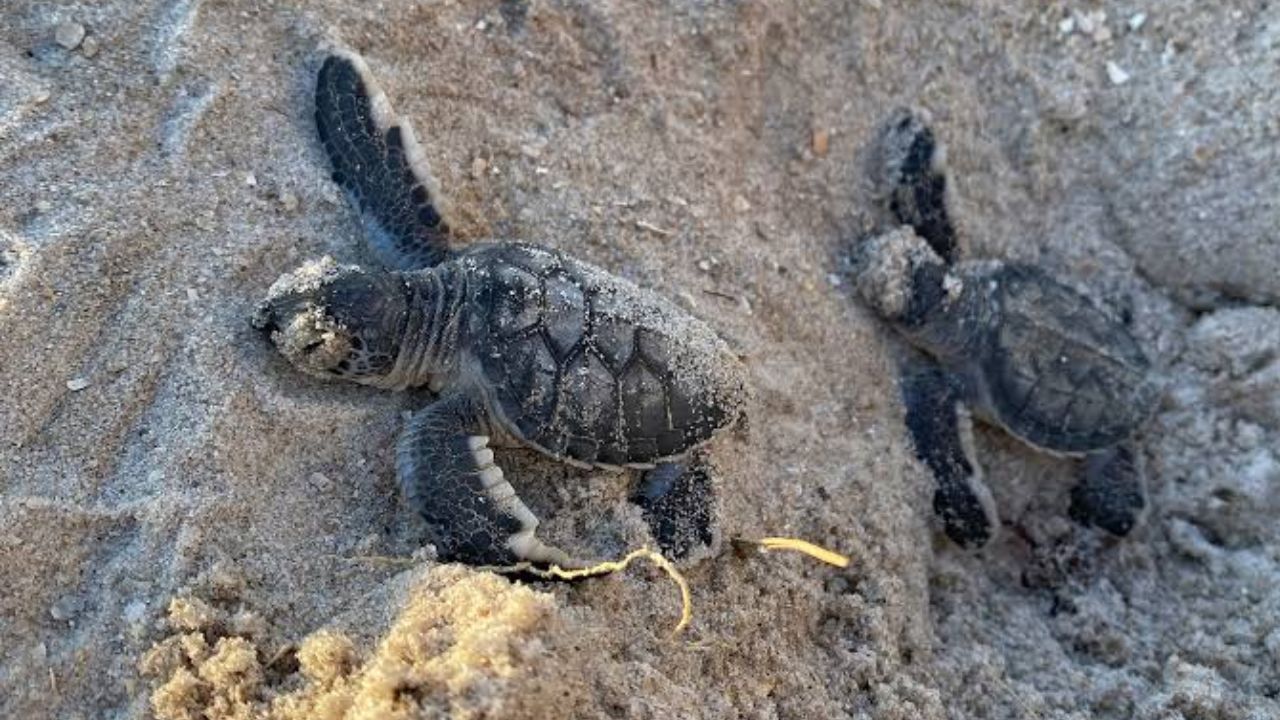 55 Baby Turtles Found Dead on Florida Beach as Artificial Lights Send Them Toward the Road Instead of the Ocean