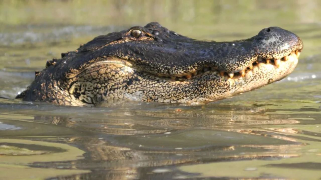 58-Year-Old Florida Woman Loses Arm in Brutal Alligator Attack as Boater Uses Rope to Stop Bleeding