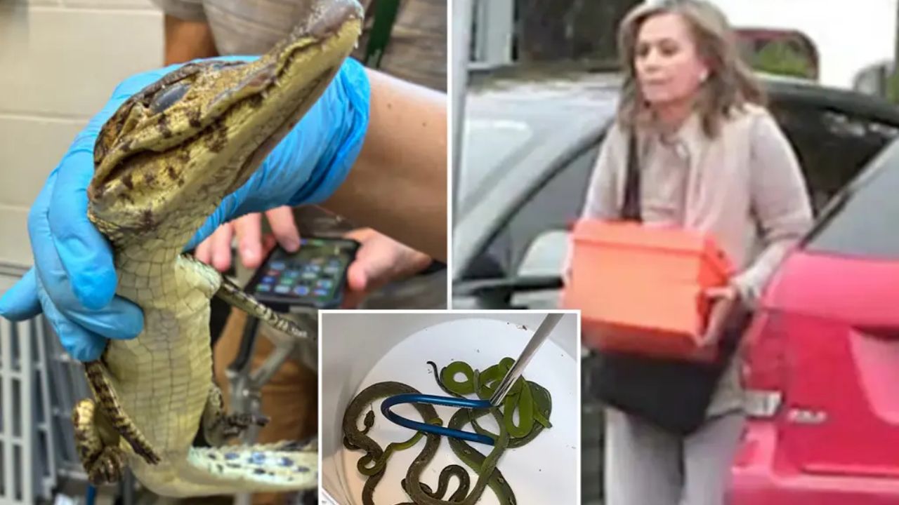 69 Live Animals Found Stuffed Inside Taped-Shut Pillowcases Hidden in Car After Woman Arrested at US-Mexico Border