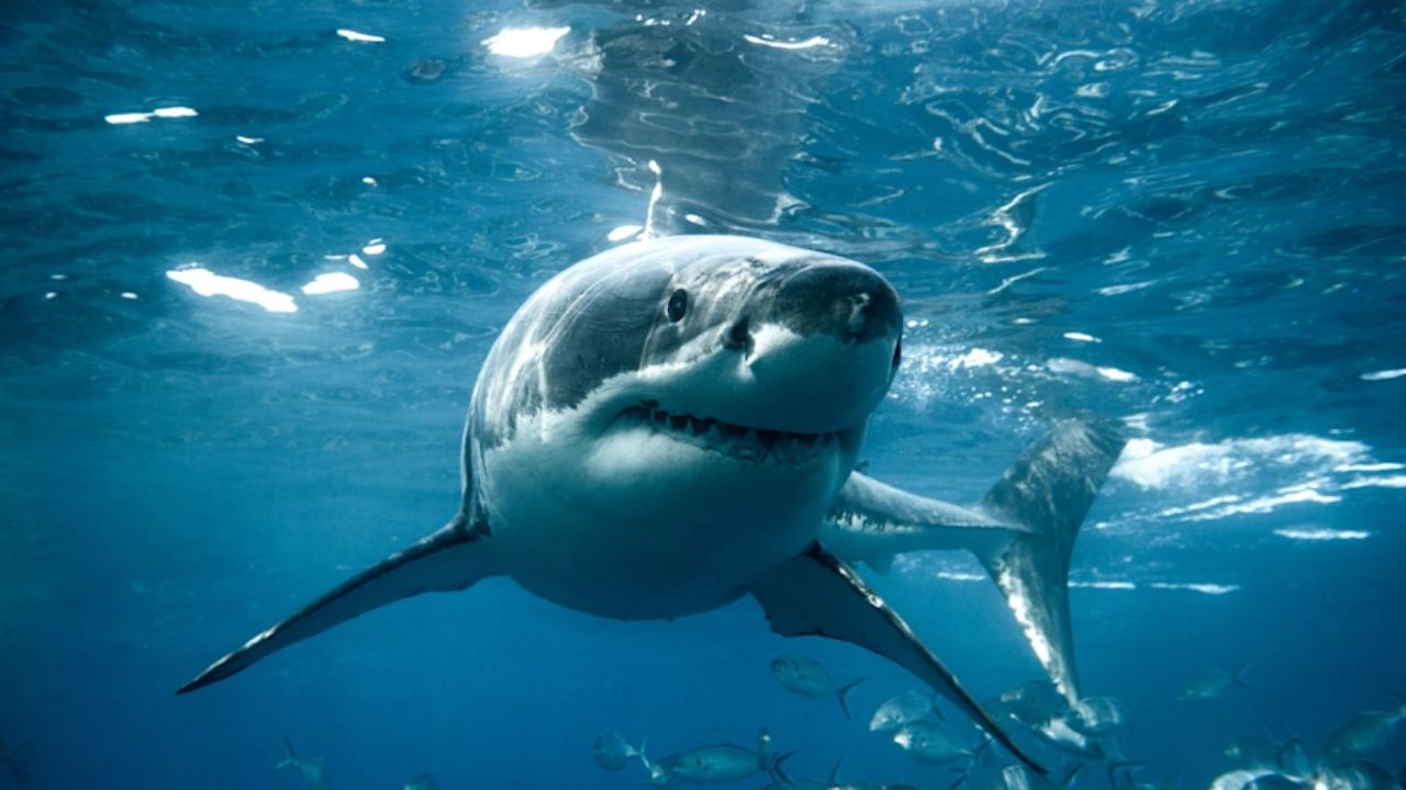 69-Year-Old Connecticut Man Attacked by Shark While Snorkeling During Family Anniversary Vacation
