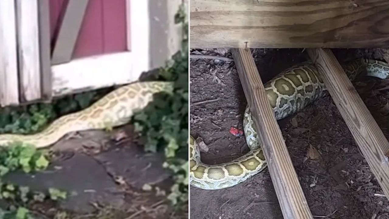 8-Foot Burmese Python Found Slithering Under New Jersey Backyard Shed After Homeowner Notices Something Unusual