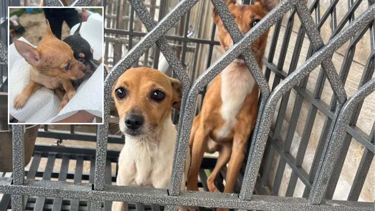 85 Dogs Rescued From Suspected Florida Puppy Mill as Local Shelter Struggles to Find Space for New Arrivals