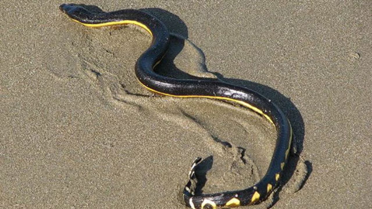 Beachgoers on Alert El Niño is Bringing Great White Sharks and Venomous Sea Snakes to California Waters, Experts Warn