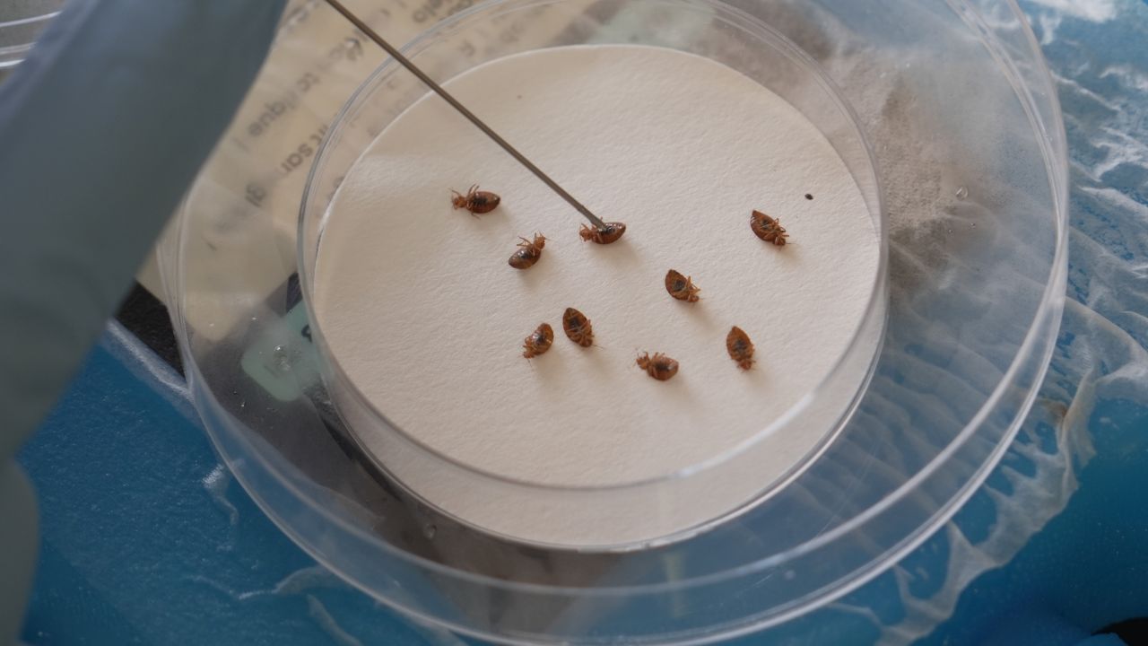 Bedbugs Are Back in Homes, Hotels and Public Places Their Potential Health Risks May Go Far Beyond Itchy Bites