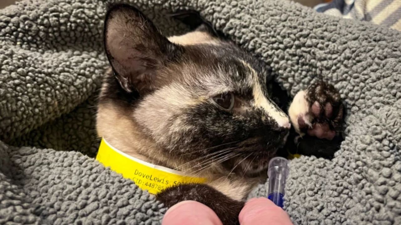 Cat Owners Across South Florida on Alert as Highly Contagious Virus Explodes, With Some Cats Dying Within 48 Hours
