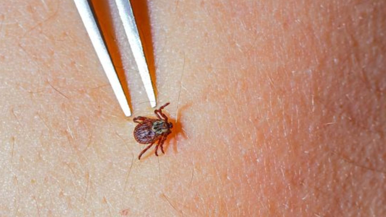 Dangerous Lyme Disease Ticks Are Moving South Into North Carolina and Beyond, Raising New Concerns for Doctors