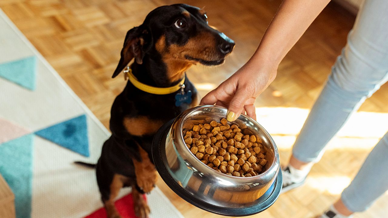 Dog Owners in 11 States Warned After Frozen Raw Dog Food Recalled Over Salmonella Risk, Check the Lot Number Now
