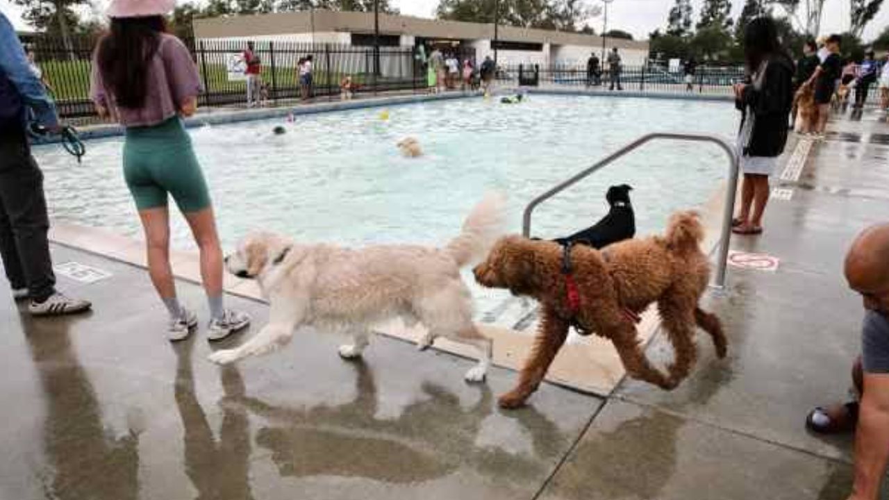 Five LA County Pools Are Being Taken Over by Dogs This Weekend — Humans Will Have to Stay Out of the Water