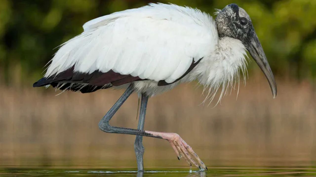 Florida Couple Bought a 45-Acre Swamp to Stop Development, Now Hundreds of Wood Storks Call It Home