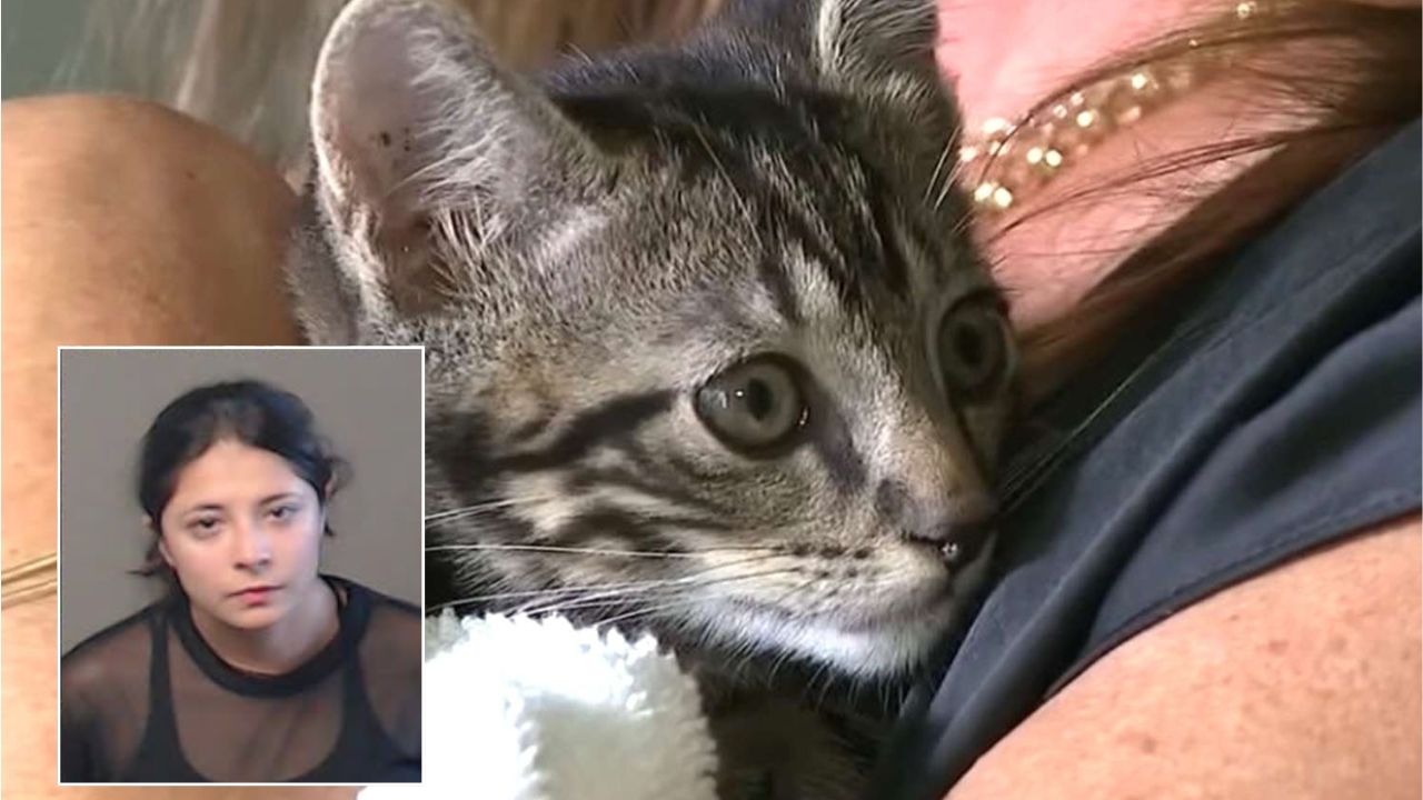 Georgia Woman Accused of Throwing 3 Kittens From Moving Car as One Dies and Another Is Injured