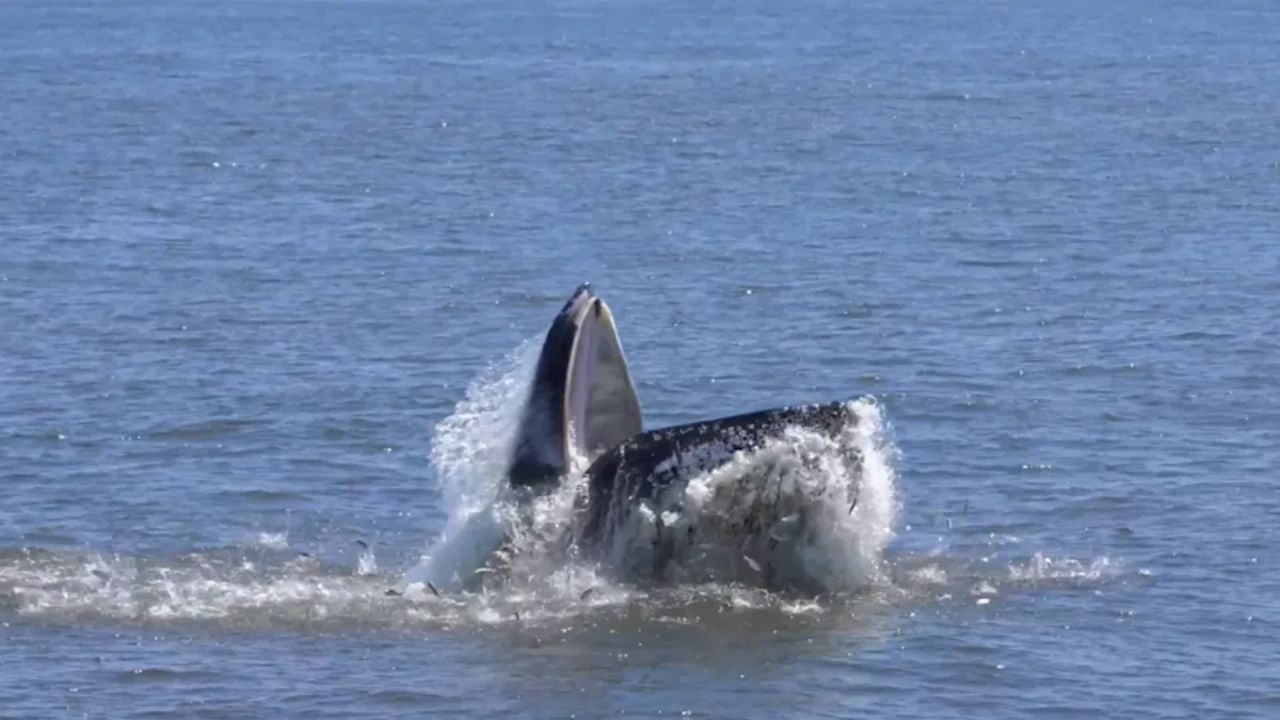 Giant Humpback Whale Makes Dramatic Appearance Off New York City as Researchers Celebrate 500th Whale Discovery