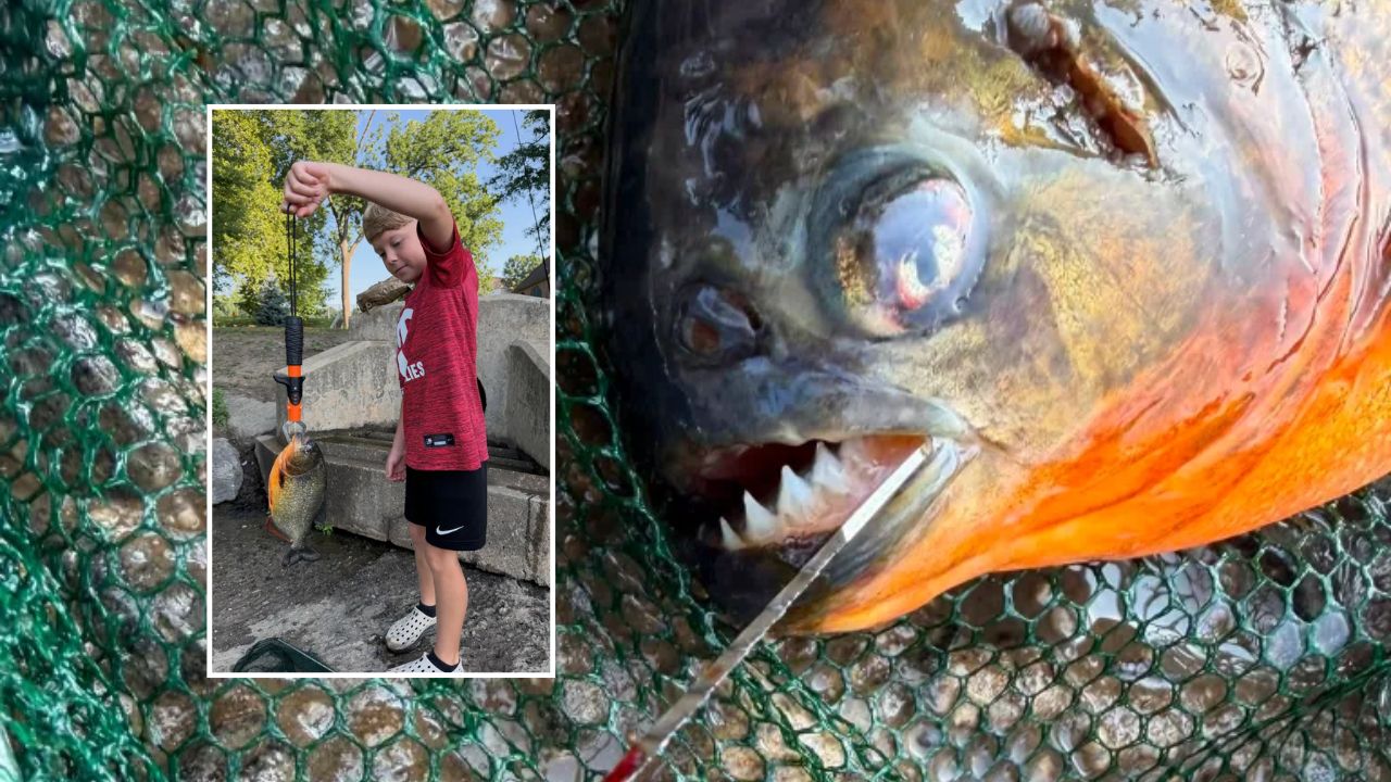 Pennsylvania Fishing Trip Takes Wild Turn After 8-Year-Old Reels in a Piranha That Shouldn't Have Been in the Lake